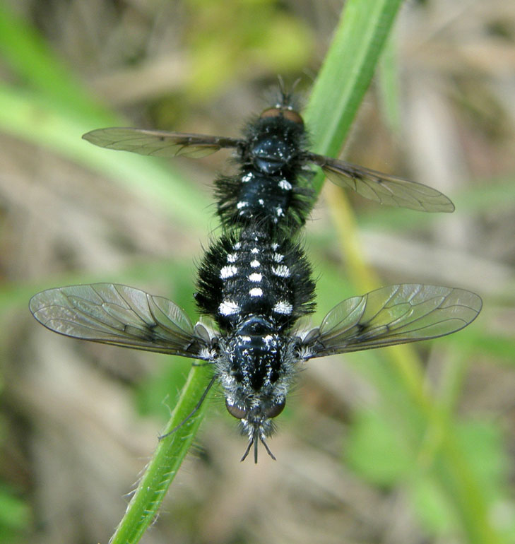Bombyliidae: Bombylella atra (copula) (1)