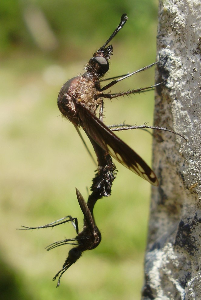 Bombyliidae: cf. Lepidophora sp. (copula) (1)
