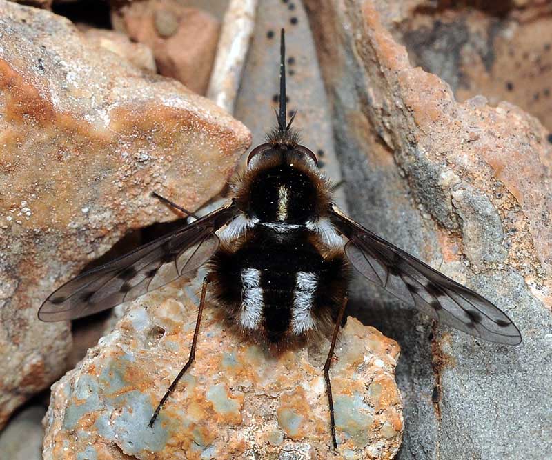 Bombyliidae: Triplasius polius (female) (1)
