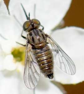 Click to view full image usiamartini.jpg