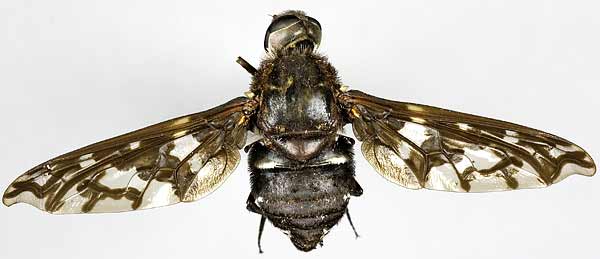 Bombyliidae: Xenox habrosus (1)