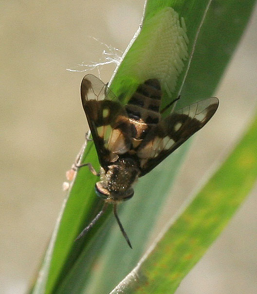 Tabanidae: Chrysops flavipes (female) (1)