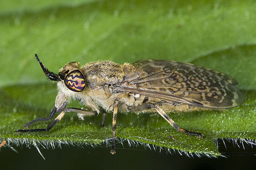 Tabanidae: Haematopota pluvialis (female) (6)