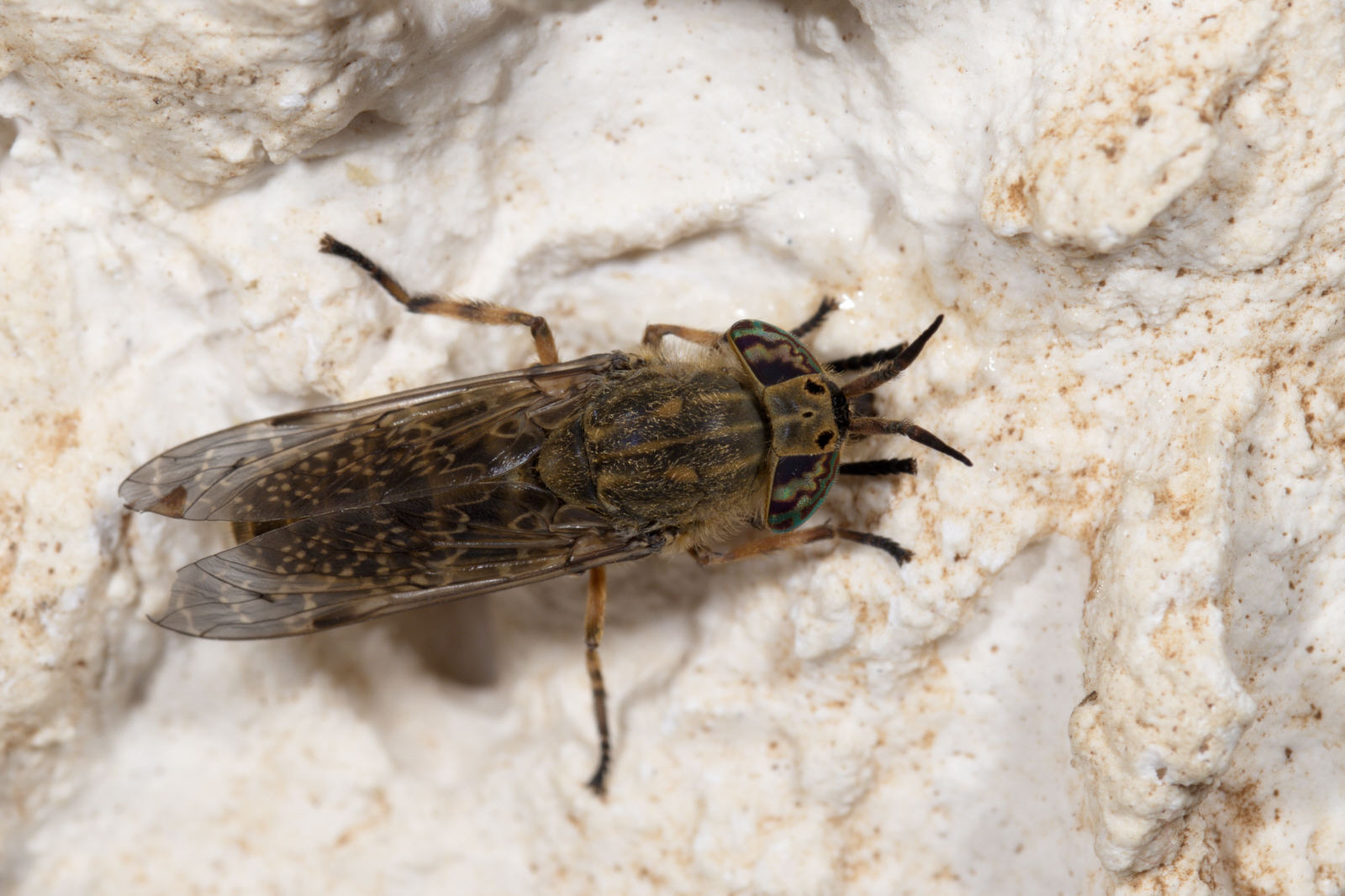Tabanidae: Haematopota grandis (female) (1)