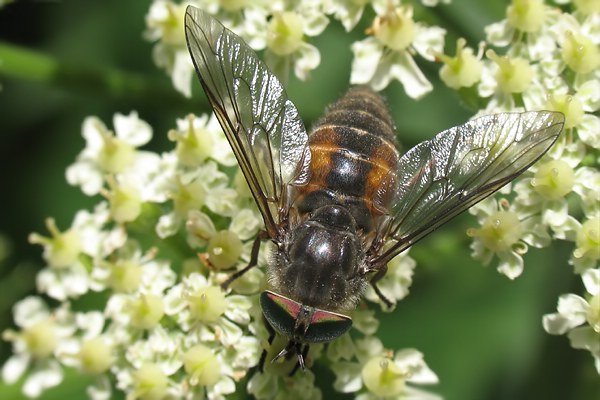 Tabanidae: Hybomitra montana (female) (3)