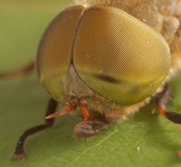 Tabanidae: Atylotus fulvus (male) (3)