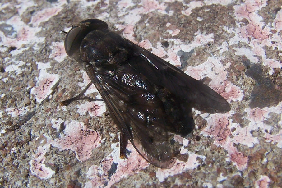 Tabanidae: cf. Tabanus sp. (female) (1)