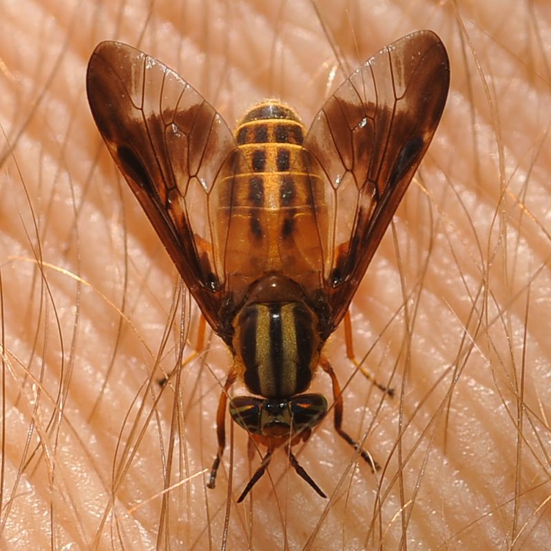 Tabanidae: Chrysops vittatus (female) (1)