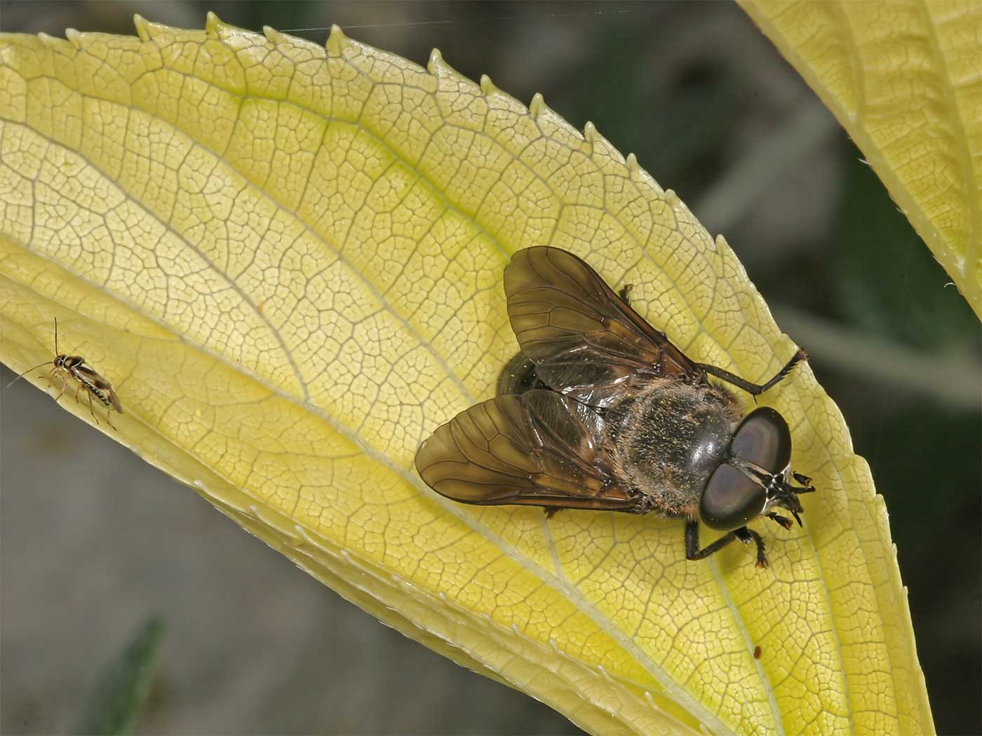 Tabanidae: Dasyrhamphis ater (female) (1)