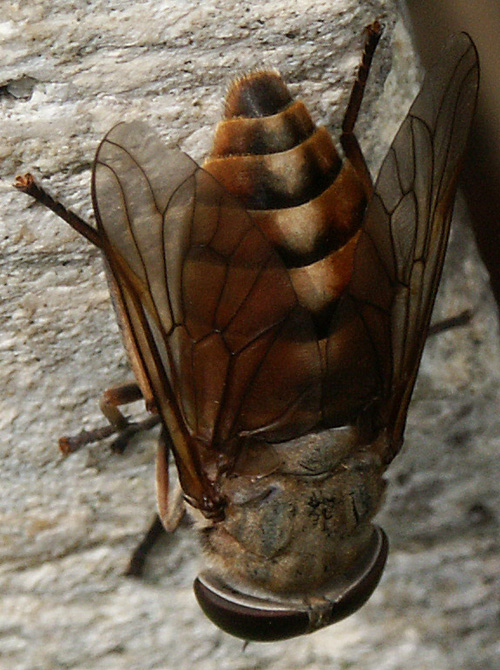 Tabanidae: Tabanus eggeri (female) (3)