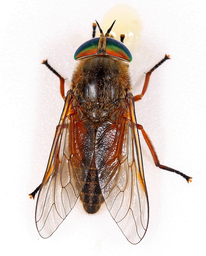 Tabanidae: Hybomitra expollicata (female) (3)