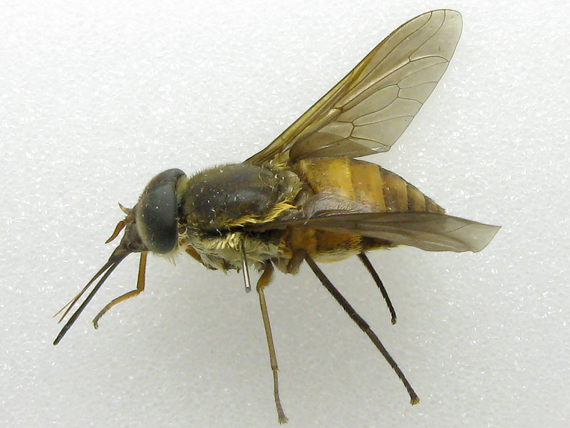 Tabanidae: Fidena sp. 1 (female) (1)