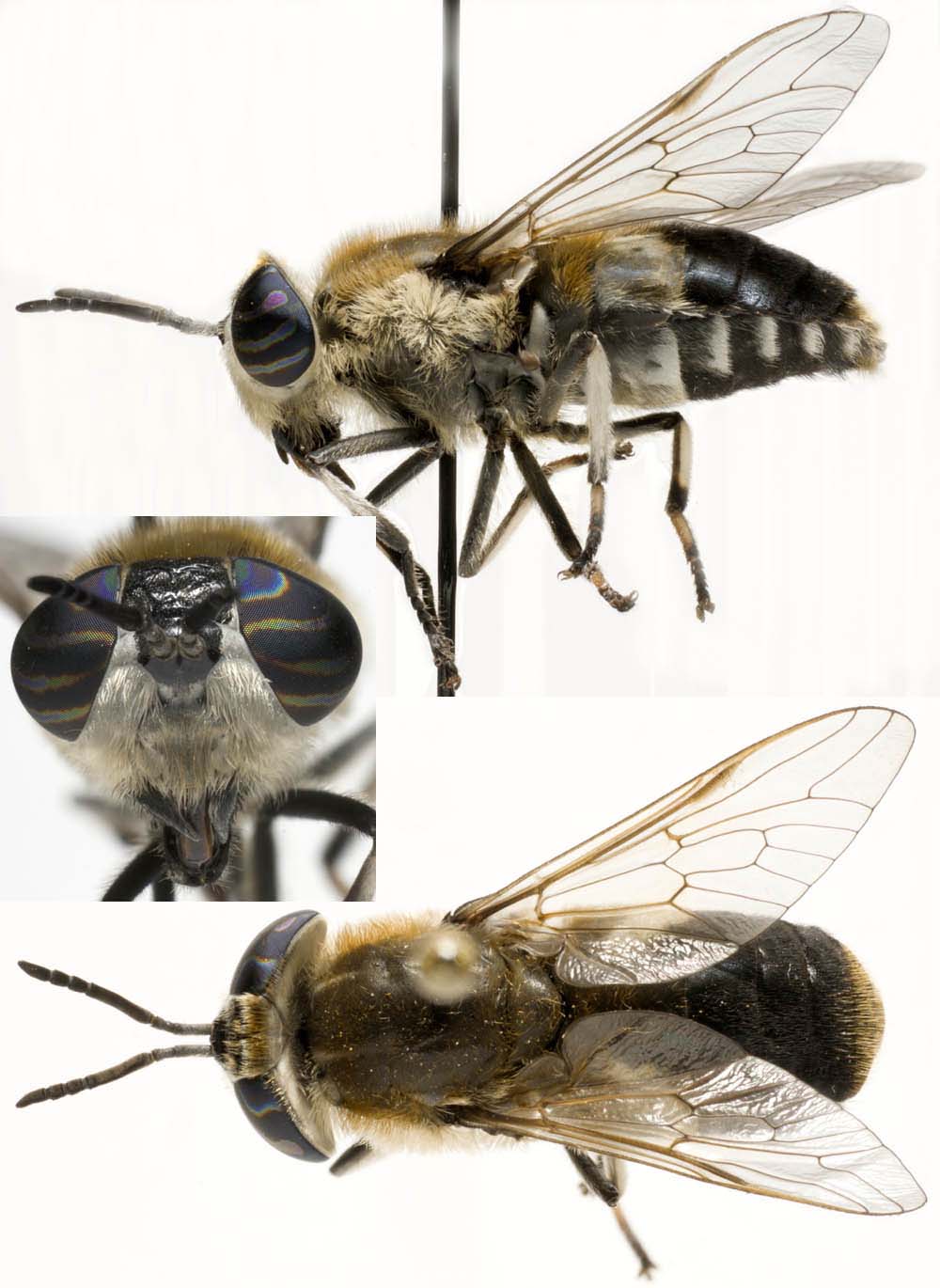Tabanidae: Heptatoma pellucens (female) (4)