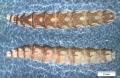 Heptatoma pellucens (larva) (1)