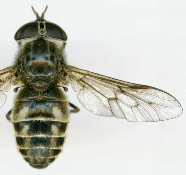 Tabanidae: Hybomitra lurida (female) (1)