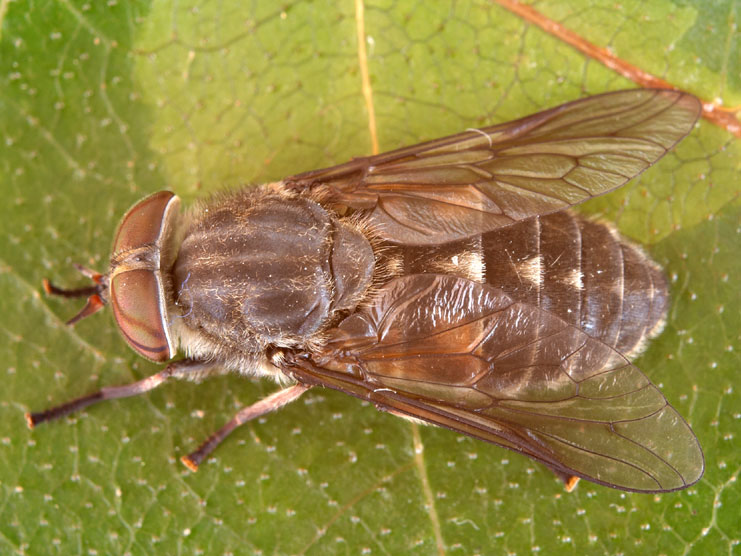 Tabanidae: Hybomitra bimaculata (female) (5)