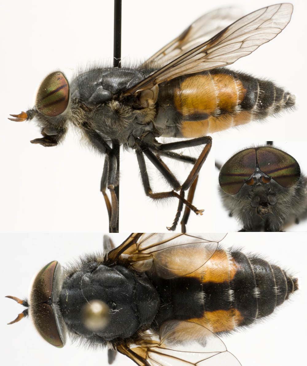 Tabanidae: Hybomitra bimaculata (male) (1)