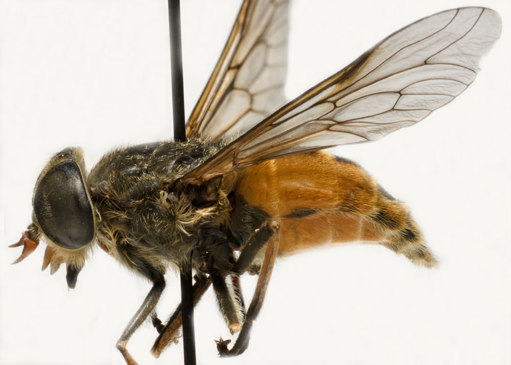 Tabanidae: Hybomitra distinguenda (female) (1)