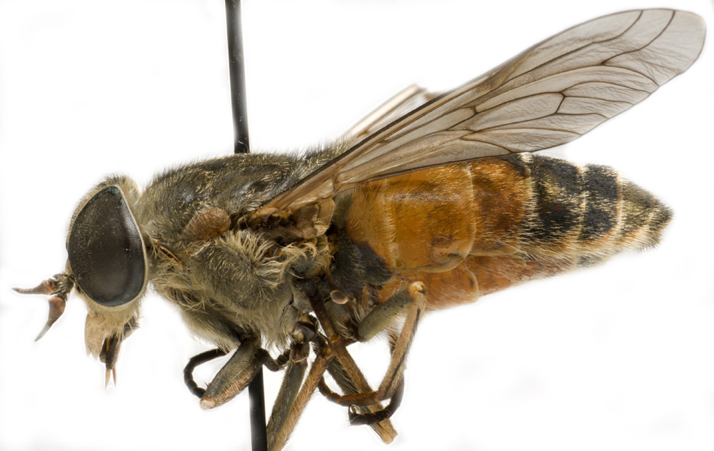 Tabanidae: Hybomitra montana (female) (5)