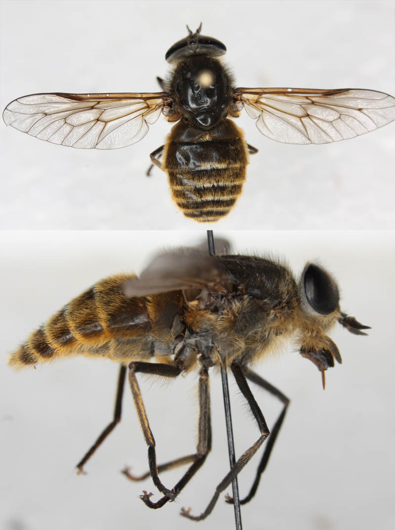 Tabanidae: Hybomitra auripila (female) (5)