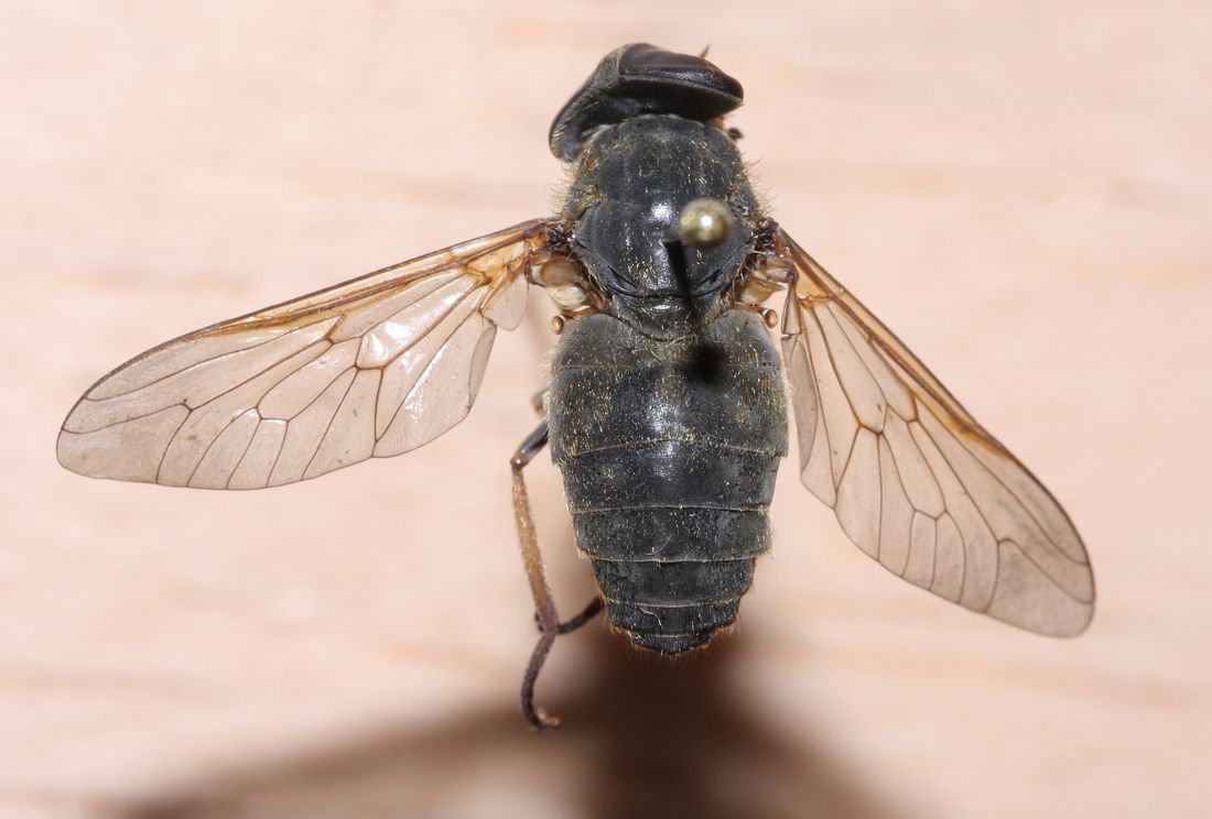 Tabanidae: Tabanus promesogaeus (female) (1)