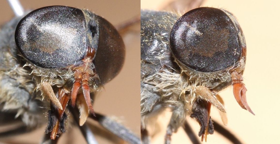 Tabanidae: Tabanus promesogaeus (female) (3)