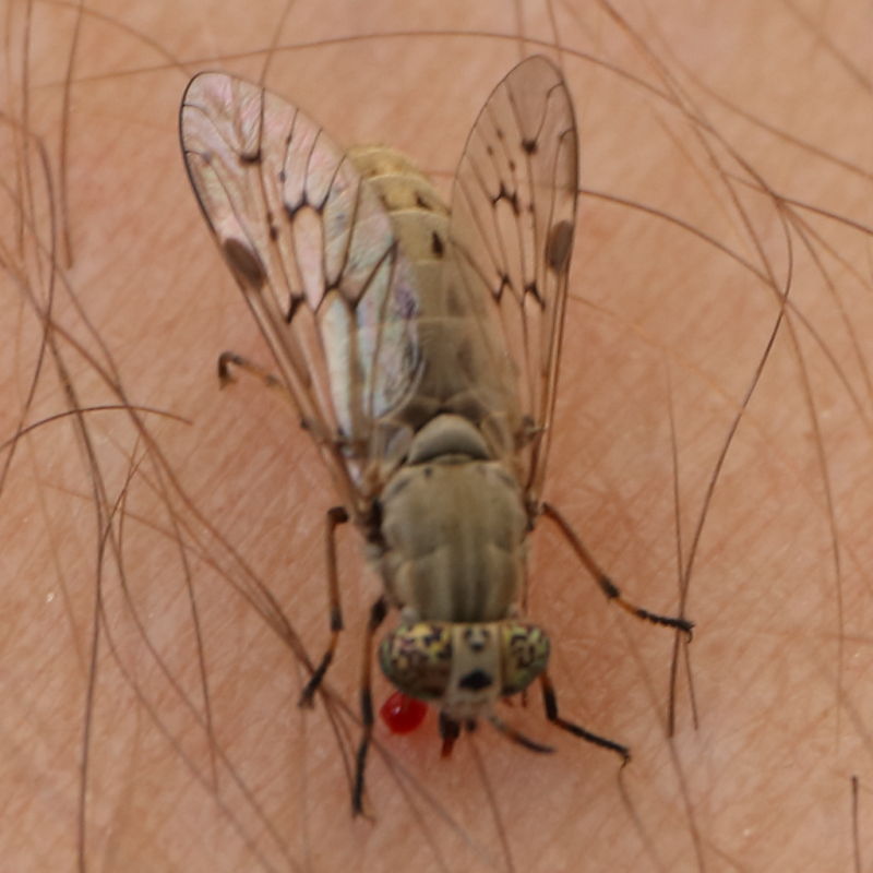 Tabanidae: Silvius pollinosus (female) (1)