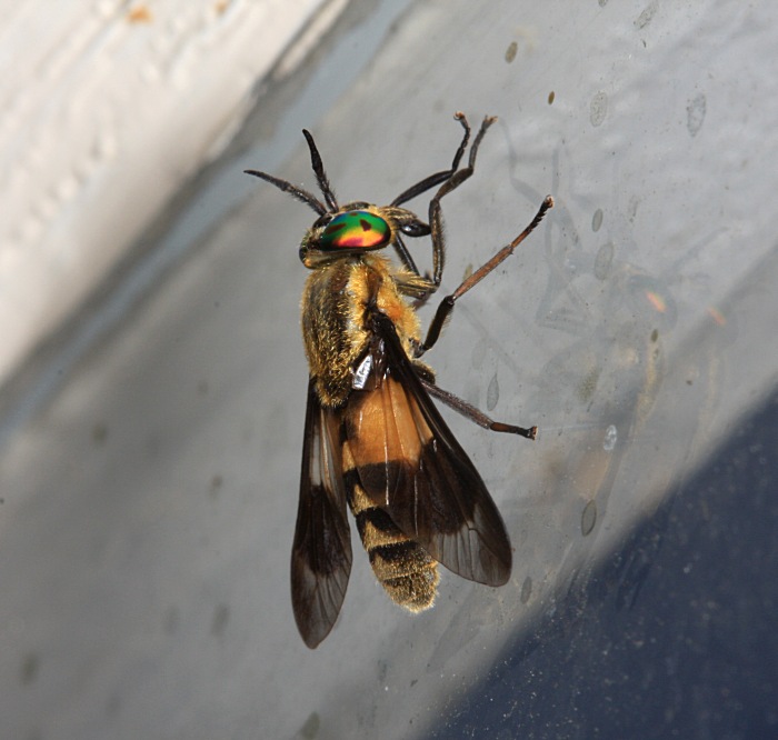 Tabanidae: Chrysops viduatus (female) (1)