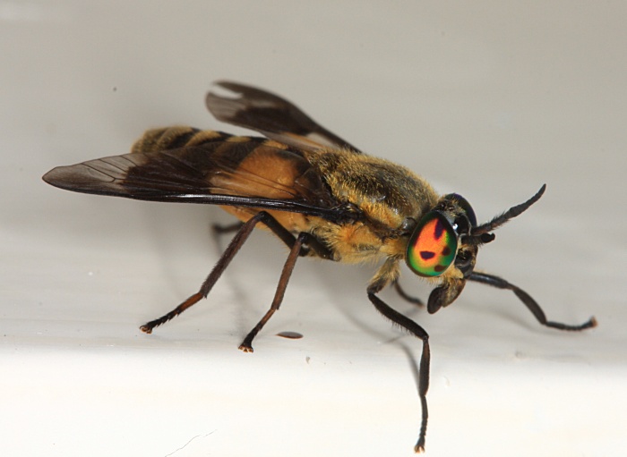 Tabanidae: Chrysops viduatus (female) (2)