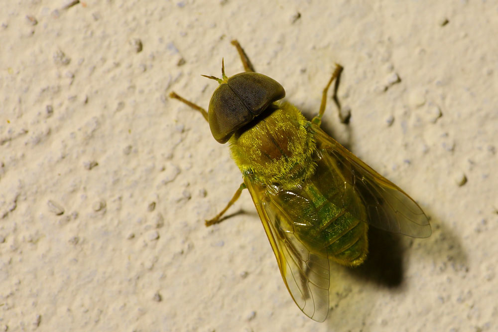 Tabanidae: Rhabdotylus sp. (male) (1)