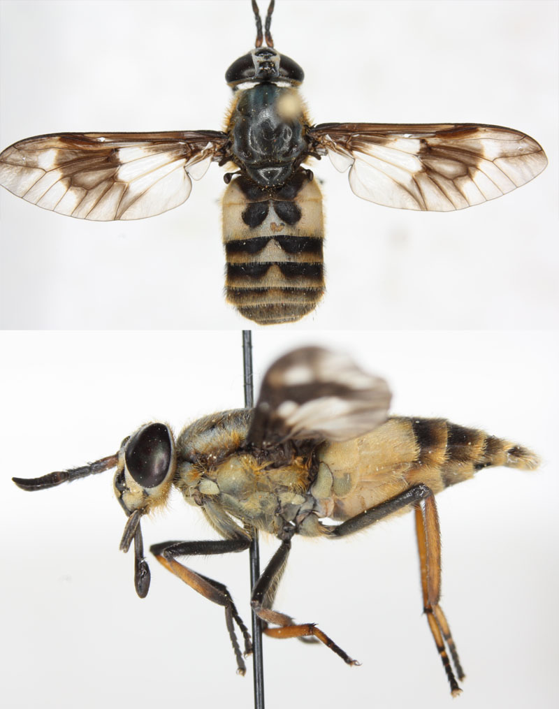 Tabanidae: Chrysops relictus (female) (3)