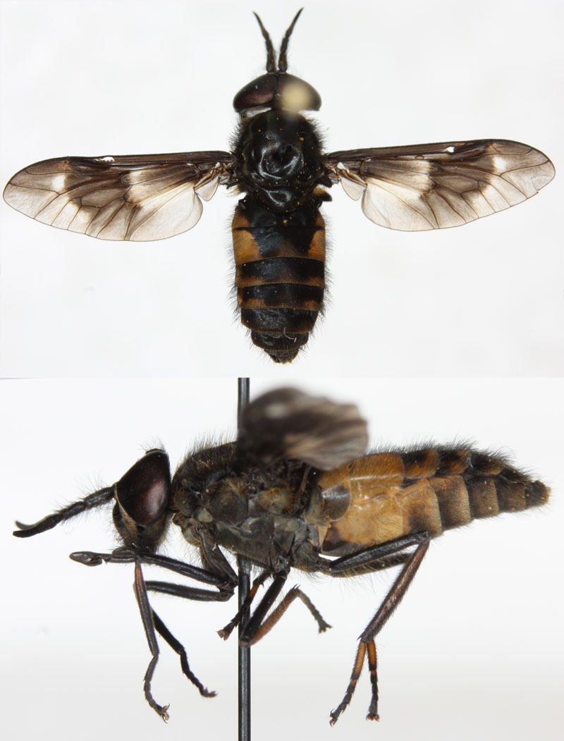 Tabanidae: Chrysops relictus (male) (4)