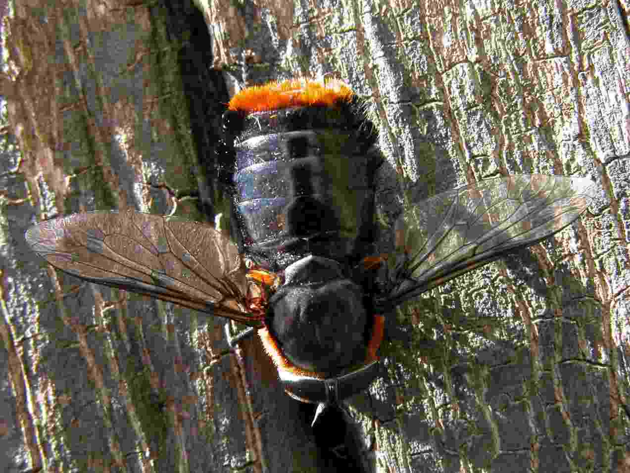 Tabanidae: Osca rufa (female) (1)