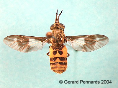 Tabanidae: Chrysops relictus (female) (1)