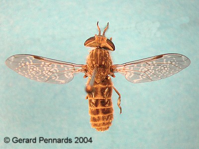 Tabanidae: Haematopota italica (female) (1)