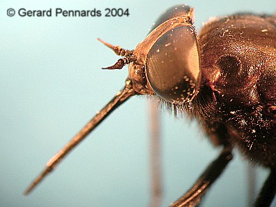 Tabanidae: Pangonius funebris (female) (2)