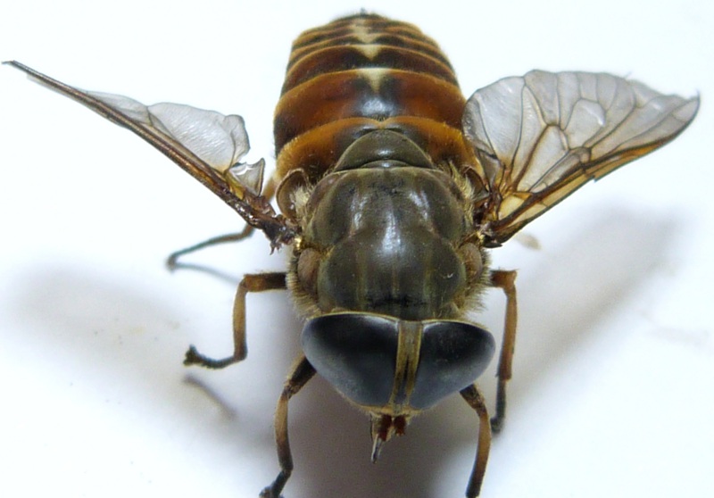 Tabanidae: Tabanus sudeticus forma perplexus (female) (1)