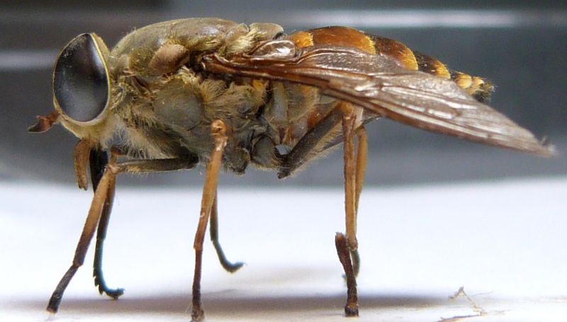 Tabanidae: Tabanus sudeticus forma perplexus (female) (3)