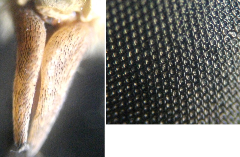 Tabanidae: Tabanus sudeticus forma perplexus (female) (4)