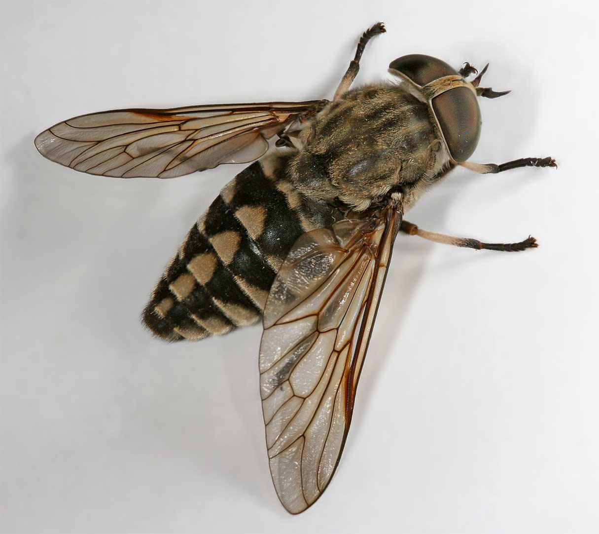 Tabanidae: Tabanus rectus (female) (1)