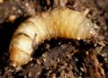 Tabanus maculicornis (larva, male) (1)