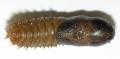 Tabanus maculicornis (pupa, male) (1)
