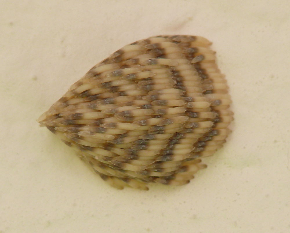 Tabanidae: Tabanus sudeticus (eggs) (2)