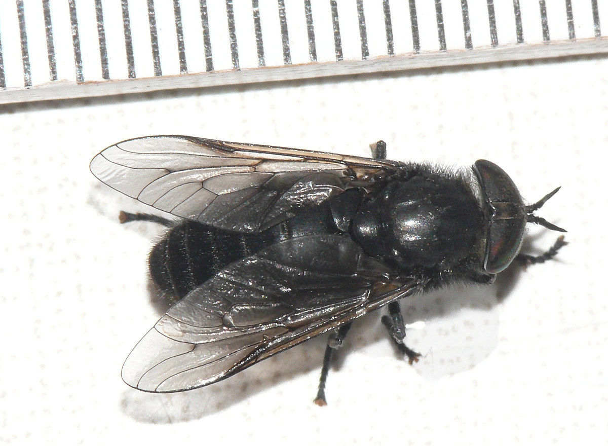 Tabanidae: Hybomitra aterrima (female) (1)
