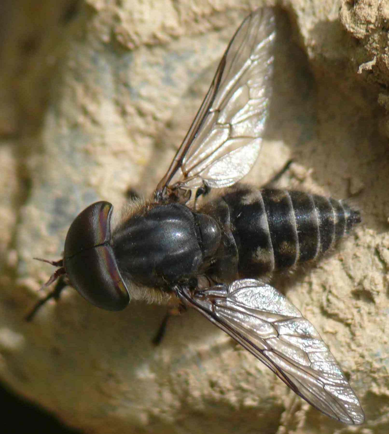 Tabanidae: Tabanus maculicornis (male) (1)