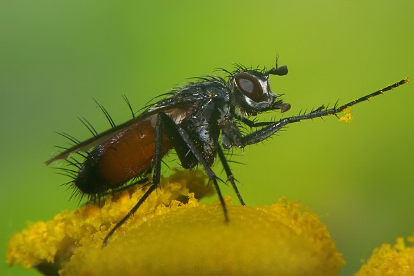 Tachinidae: Eriothrix rufomaculata (1)