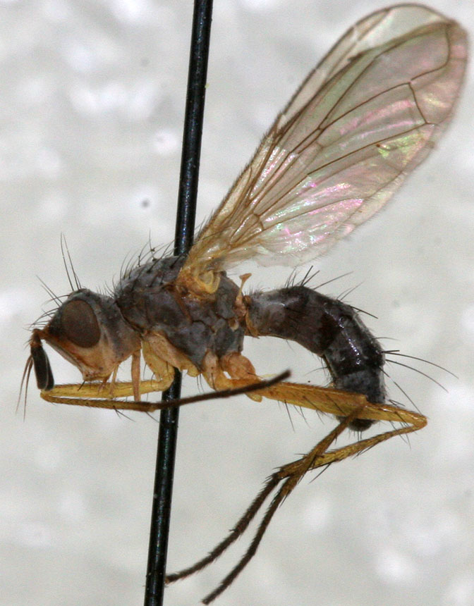 Tachinidae: Oxyphyllomyia cordylurina (male) (1)