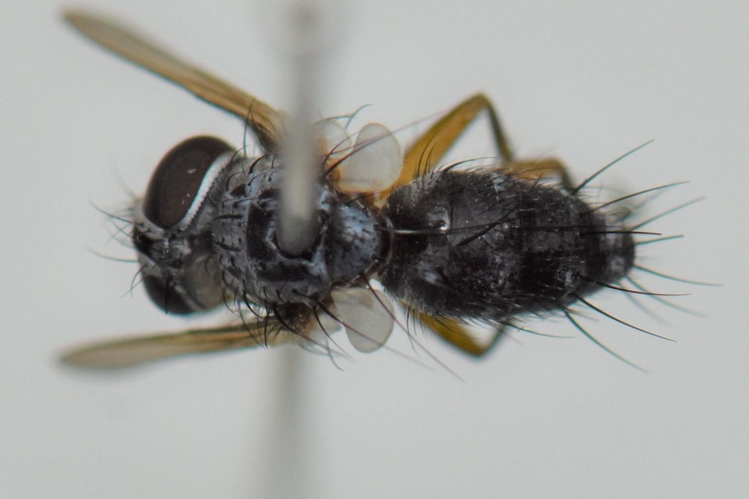 Tachinidae: Metadrinomyia xanthokolos (female) (2)