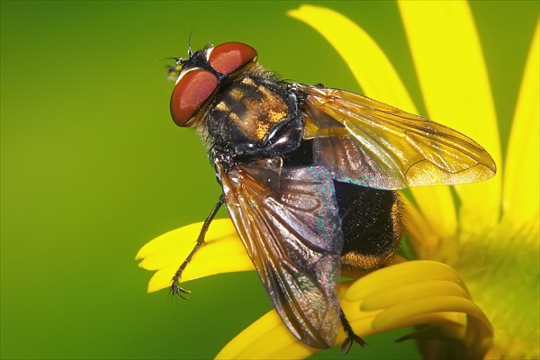 Tachinidae: Phasia aurigera (male) (1)