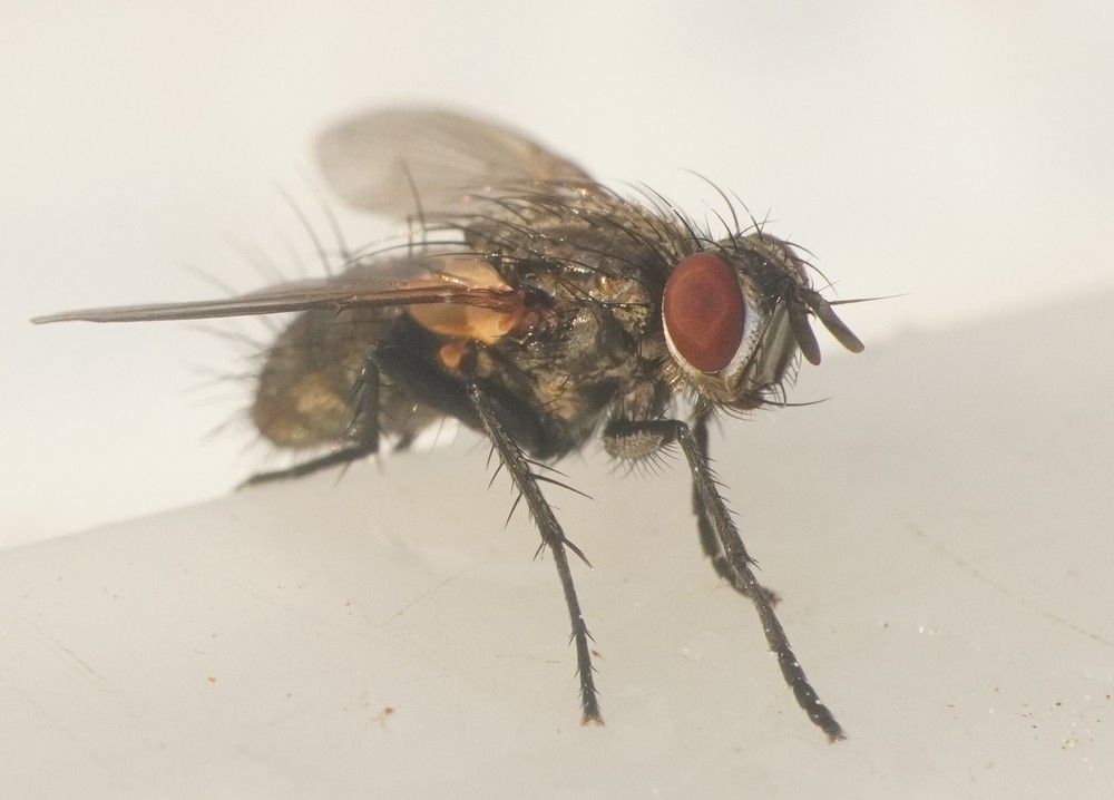 Tachinidae: Admontia maculisquama (female) (2)